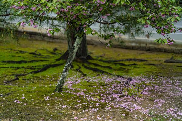 1武田－京都の遅咲き桜・仁和寺の御室桜