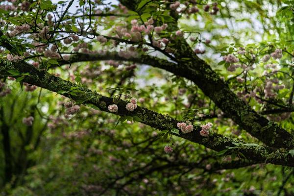 1武田－京都の遅咲き桜・平野神社の突羽根桜(つくばねさくら)