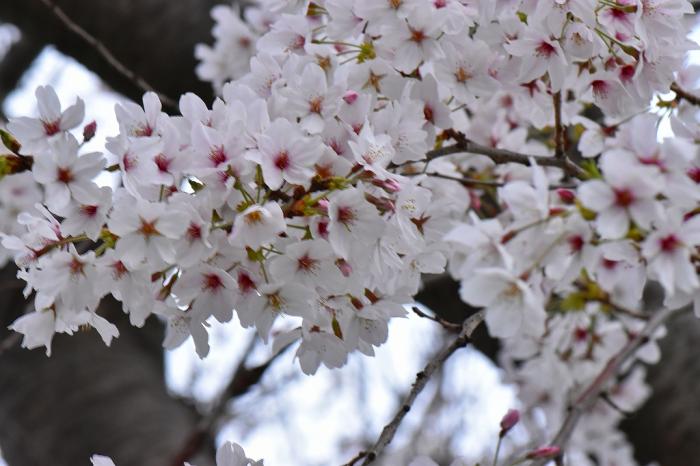 1-1野村－春爛漫s-DSC_0197