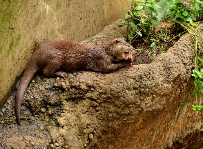 8s-- DSC_3305-1&rarr;池上&rarr;タイトル&rarr;夢中