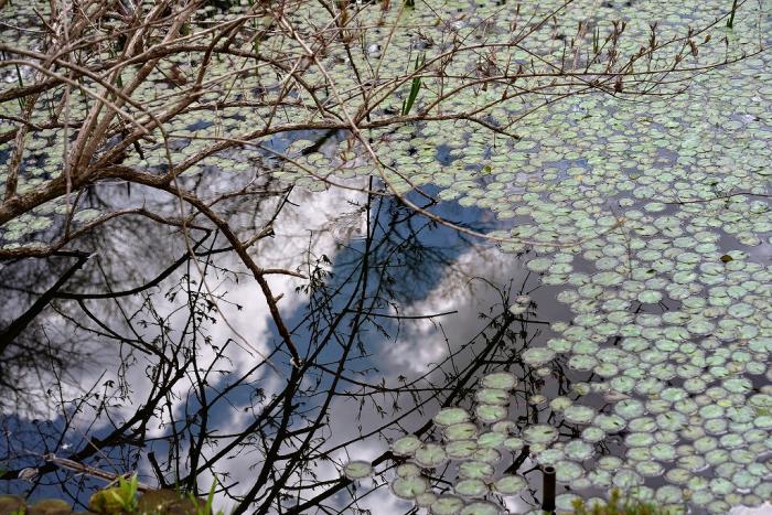11「水面の青空」　岡　s-DSC_0656
