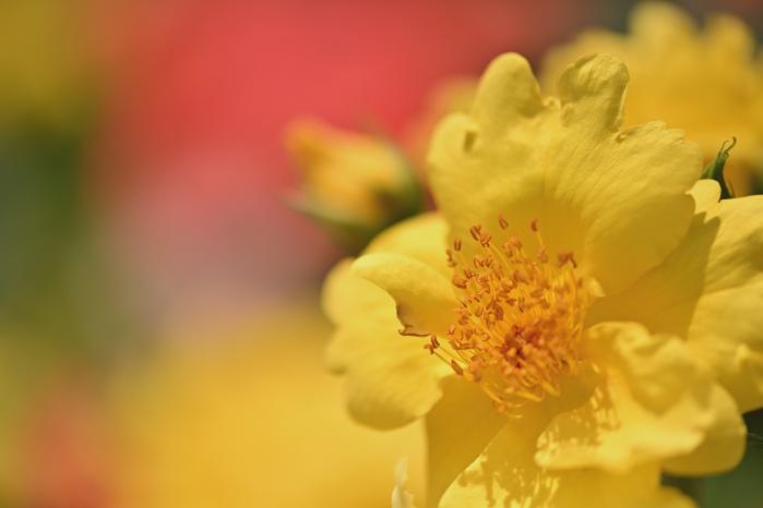 4s-DSC_0441-2&rarr;撮影者&rarr;池上&rarr;タイトル&rarr;華やか