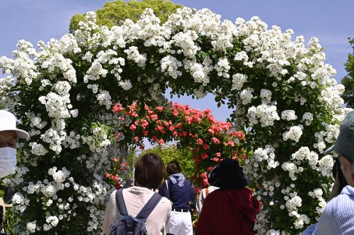 7－渋谷s-1薔薇のアーチ