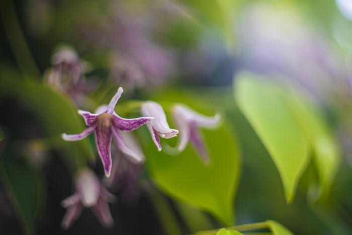 3-1武田花びらの内のくれなゐ