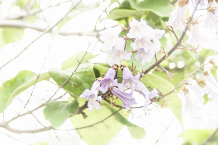 3-1-武田-桐の花・鶴岡八幡宮平家池