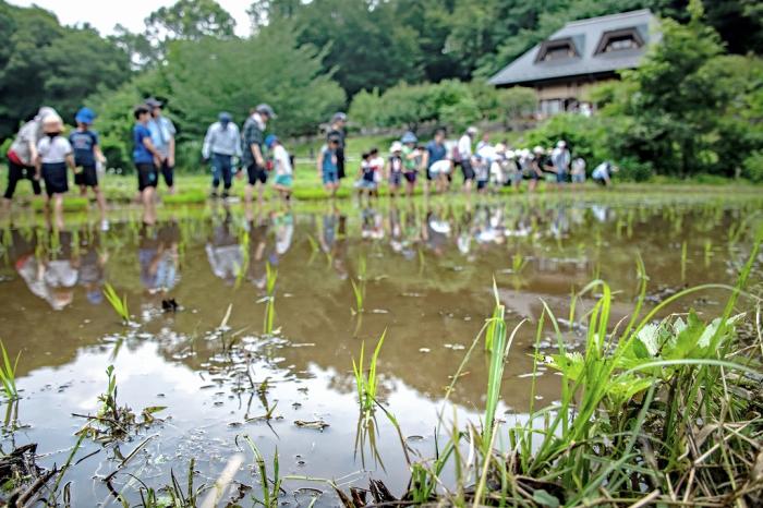 11坂本-田植えを楽しむ-_DSC4061-PN2