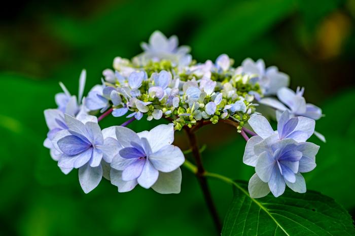 5①小澤ー紫陽花１