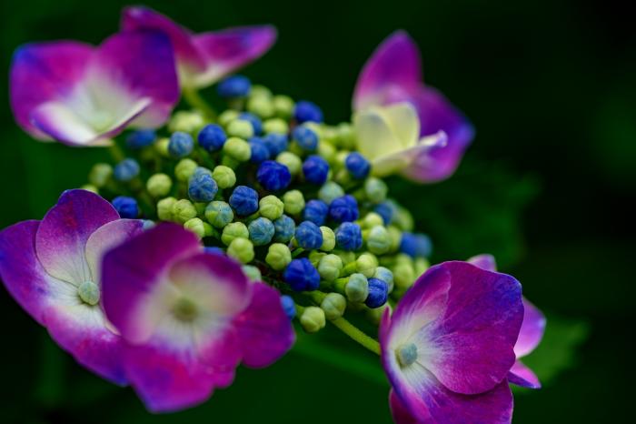 5②小澤ー紫陽花２
