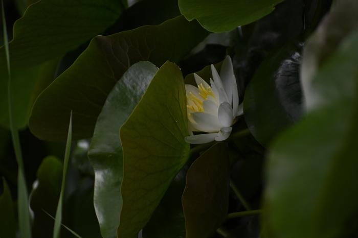 9-渋谷s-1夏の花1