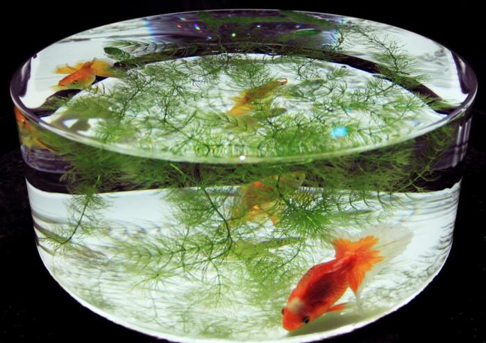 2福塚● 金魚ーA