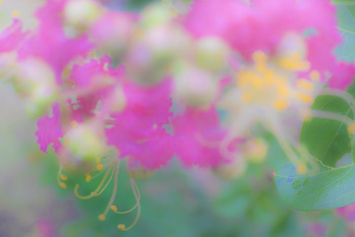 6-武田-谷戸山の盛夏_百日紅