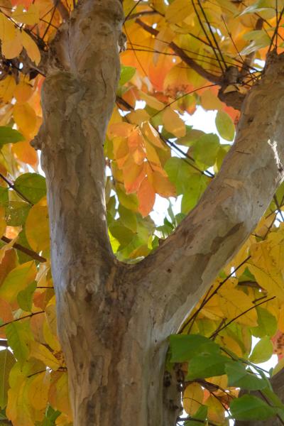 2-福井「サルスベリ」