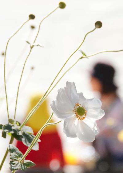 16八代コスモスと園児