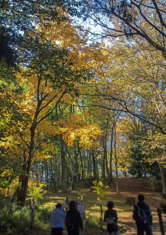 「見つめるのは、秋」　岡　