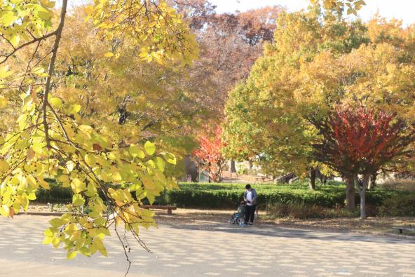 6斉藤幸子秋の公園