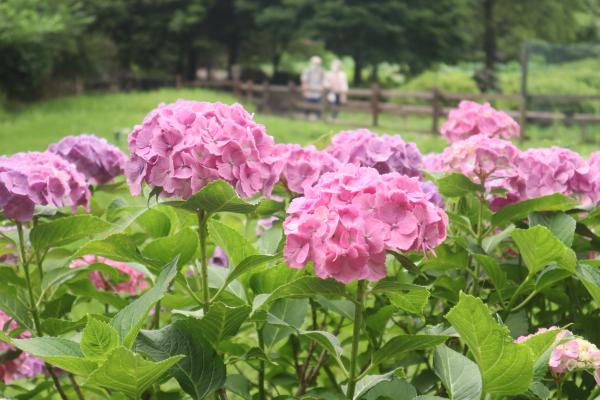 斎藤　梅雨のころ