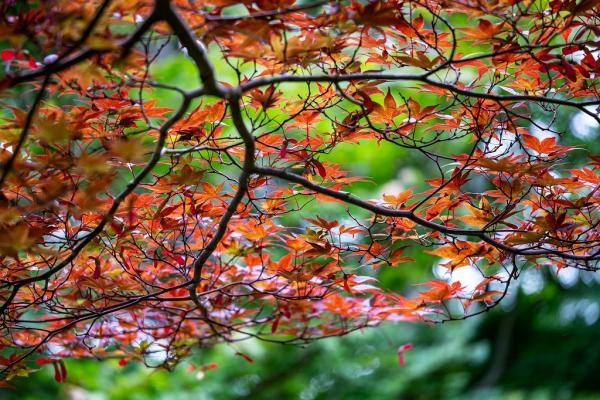 小澤　薬師池公園