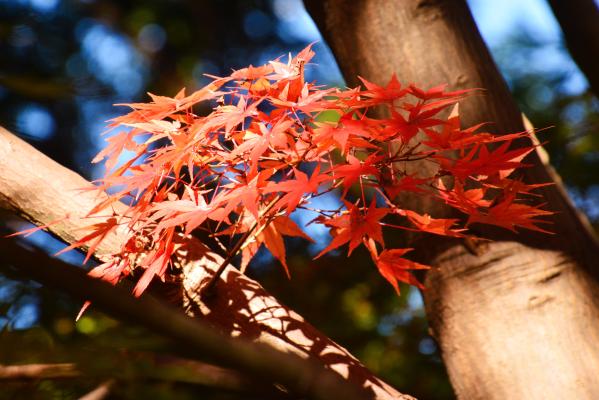 栗田さんー晩秋 紅葉