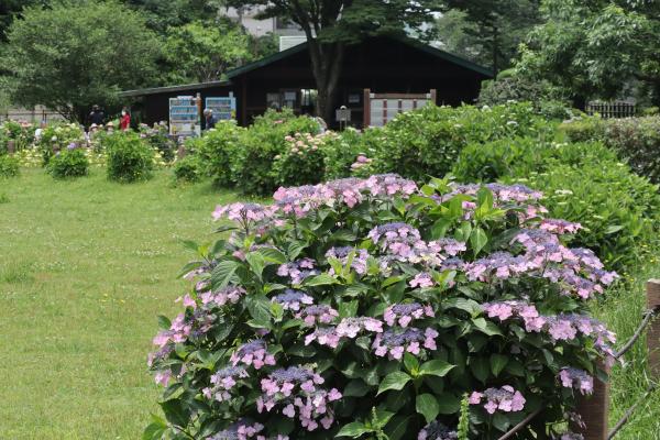 2斉藤幸子6月の公園