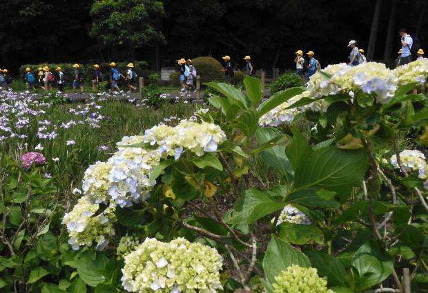 ２３尾崎敦子アジサイ園散策