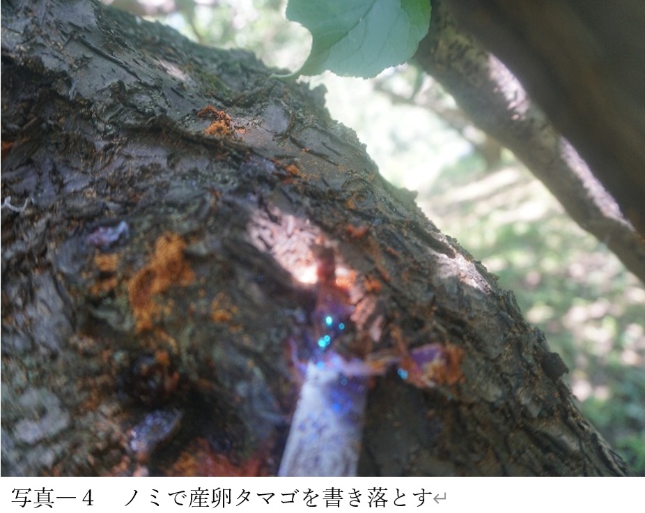 ノミでカキ落とす