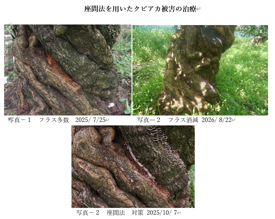 プラム 座間法を用いた幹内幼虫の駆除