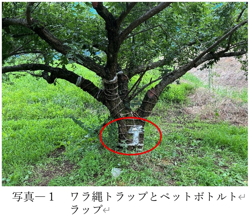 写真　１　ワラ縄トラップ