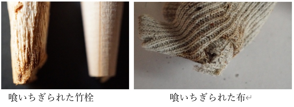 幼虫に喰いちぎられた布と竹栓