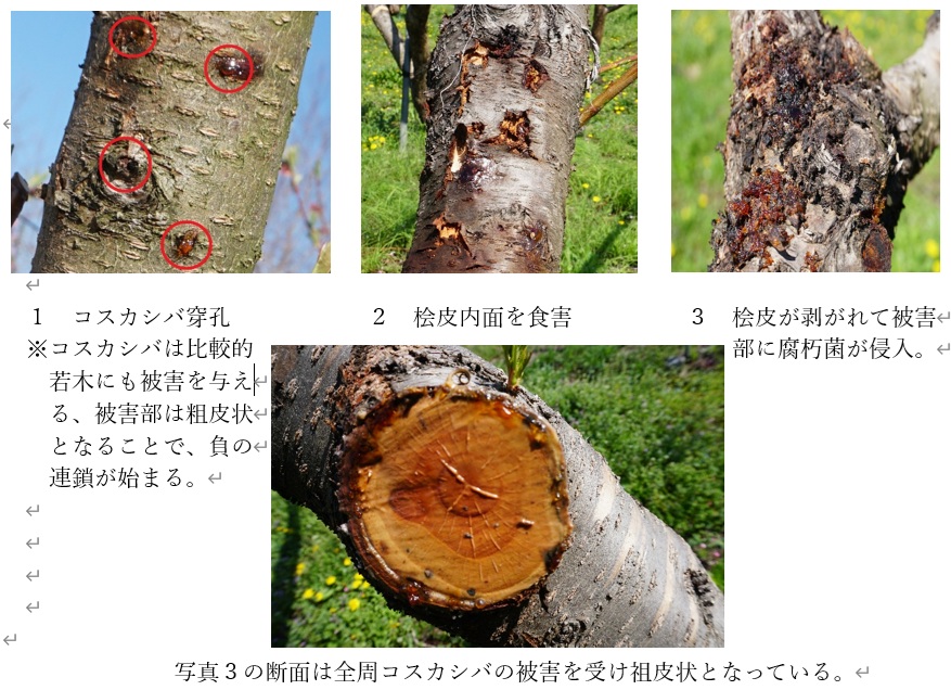 3.果樹を枯らす負の連鎖の流れ