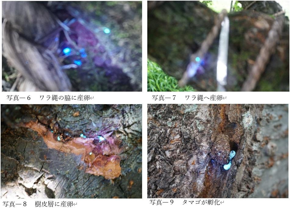 A 産卵タマゴの駆除