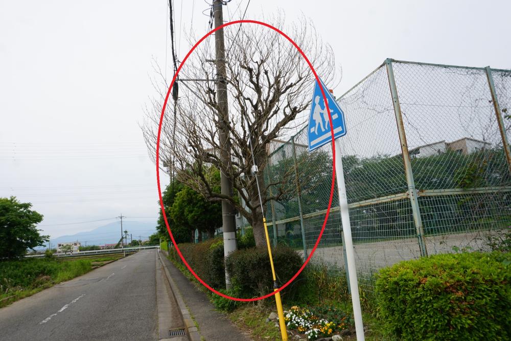 DSC09220 ゴマダラカミキリ