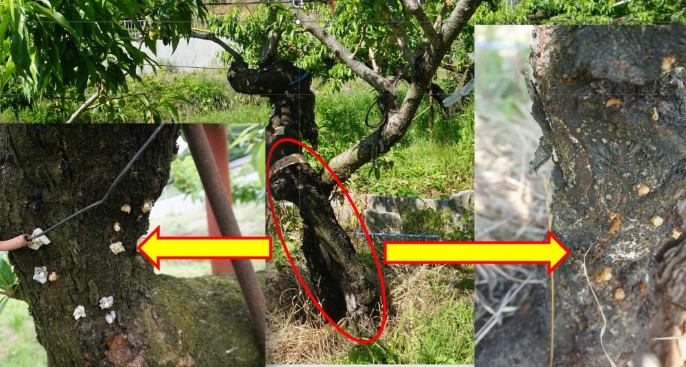 ウエス木栓対策