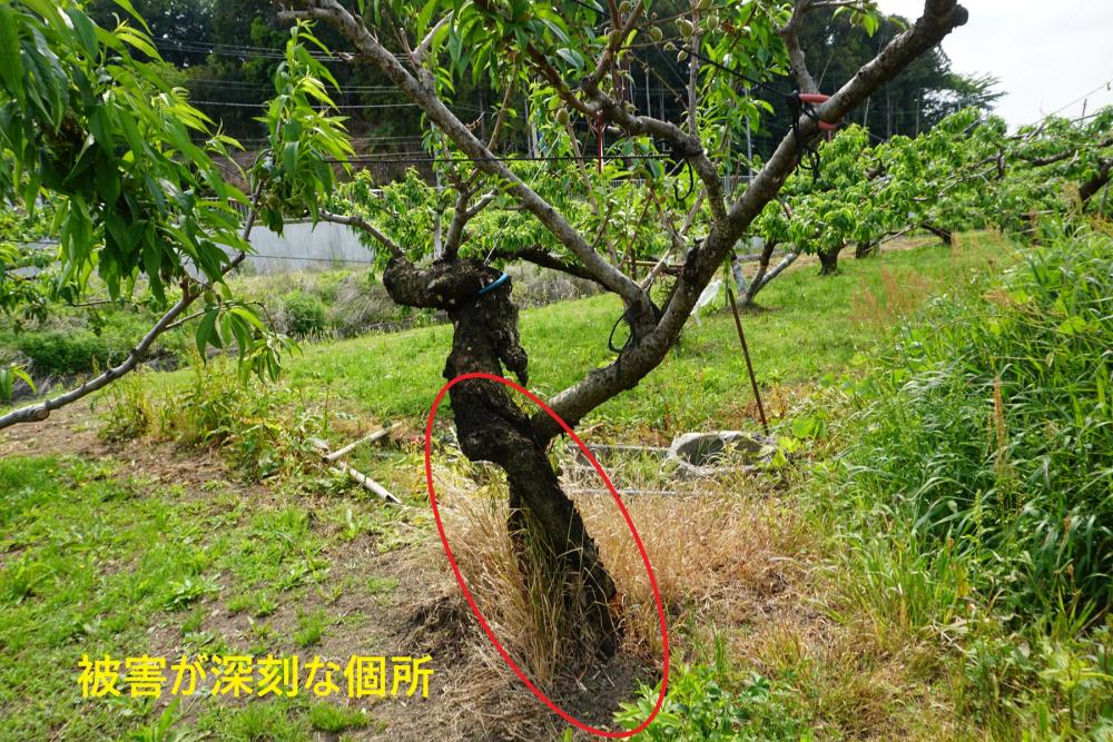 被害が深刻な個所