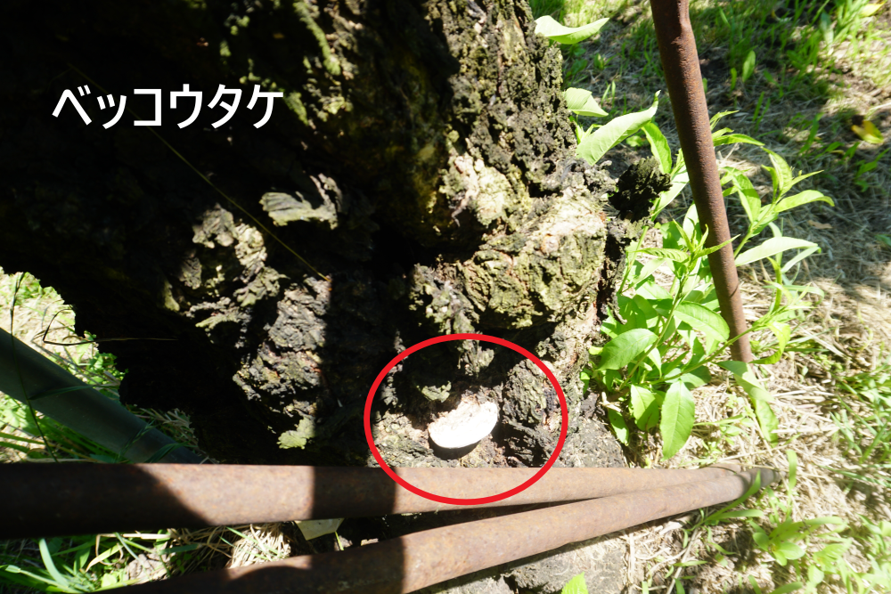 ベッコウタケ