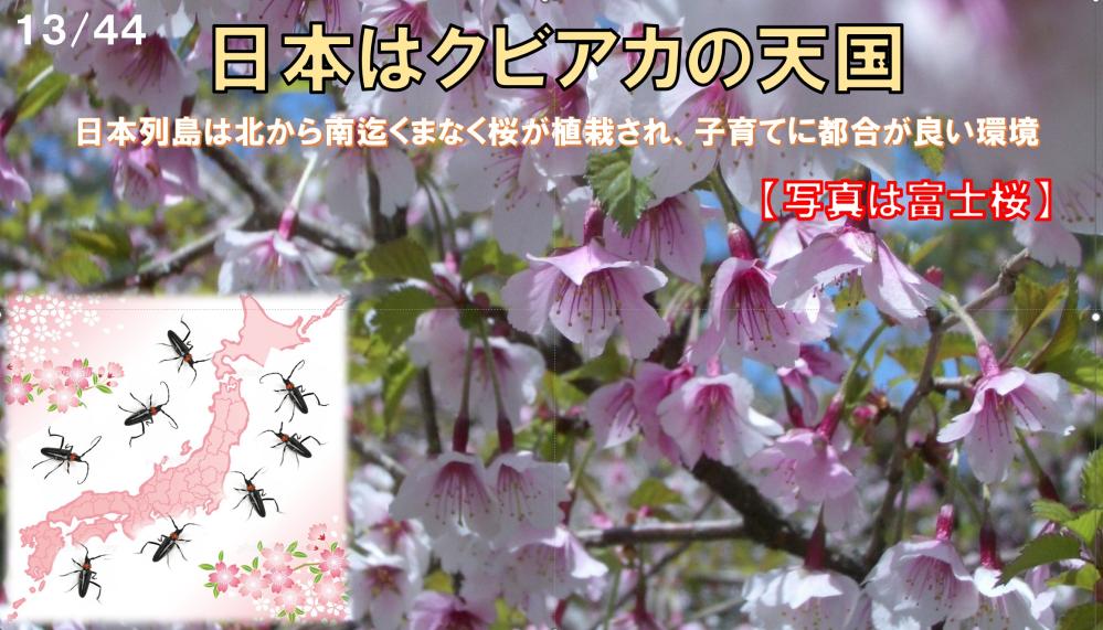 日本はクビアカの天国