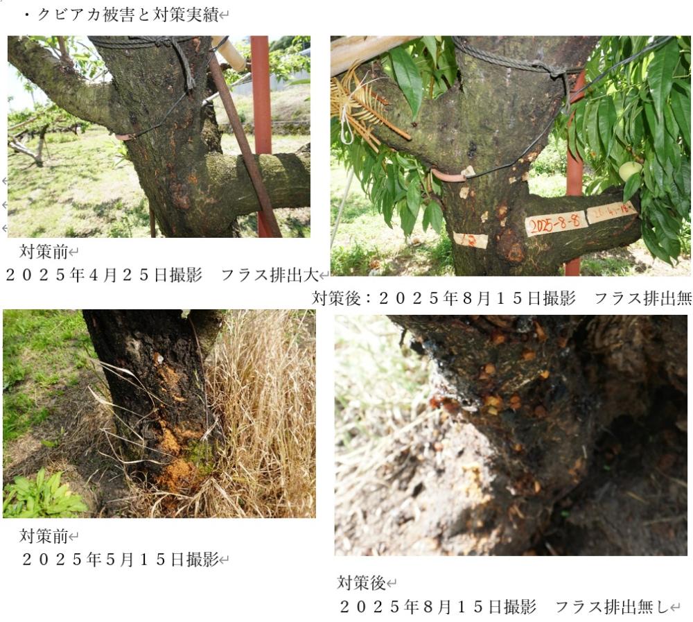 3.果樹を枯らす負の連鎖の流れ 5