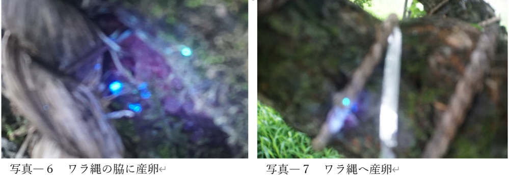 写真６～７