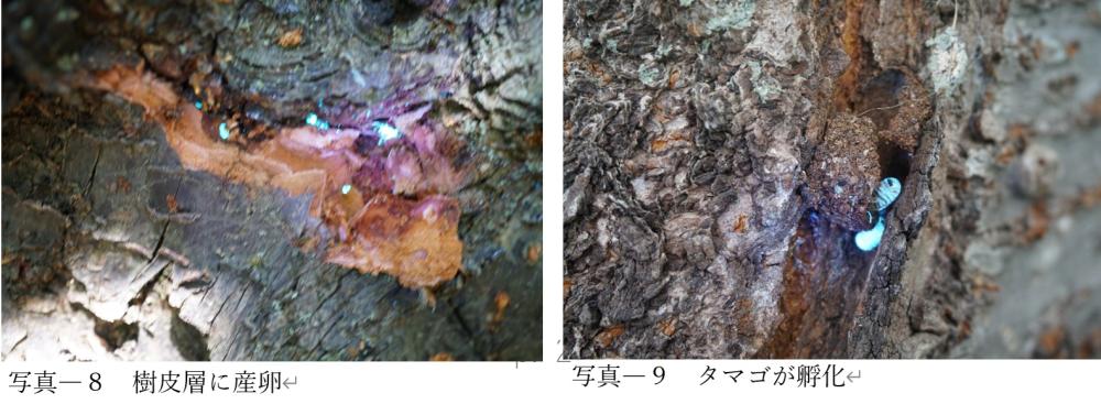 写真８～９