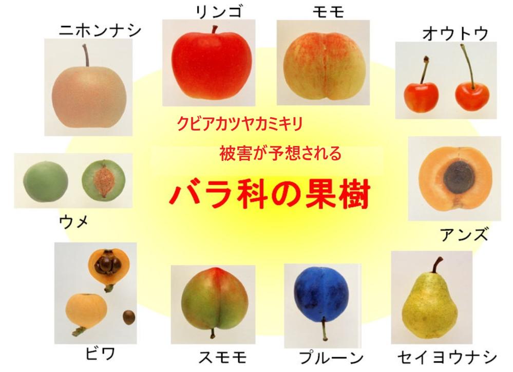 バラ科の果樹