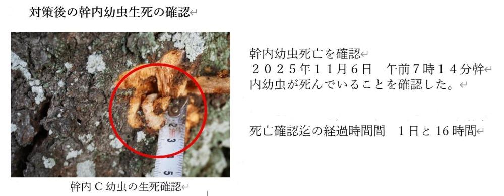 対策後の幹内幼虫生死の確認