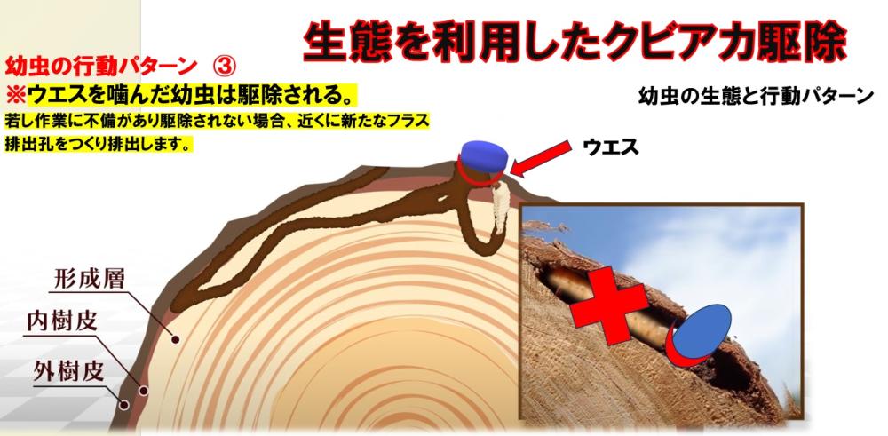 生態を利用した幹内幼虫駆除