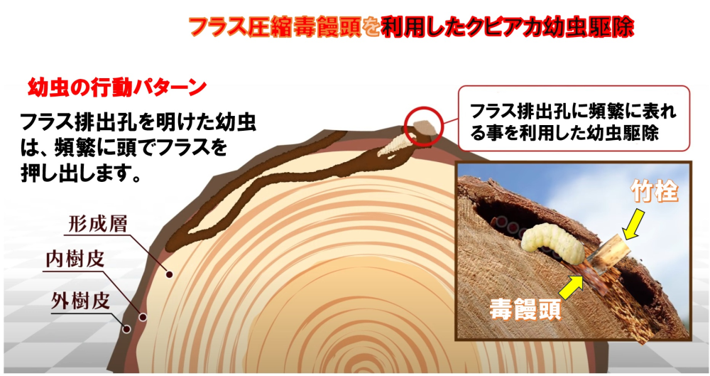 毒饅頭を使った幹内幼虫駆除