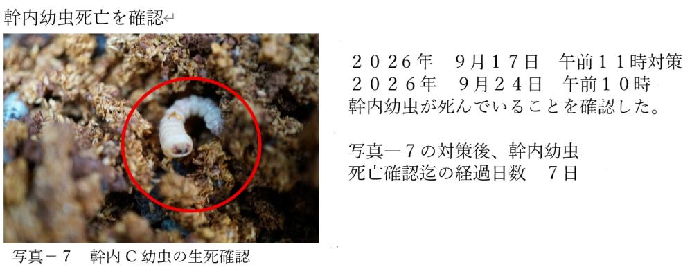 幹内幼虫生死の確認