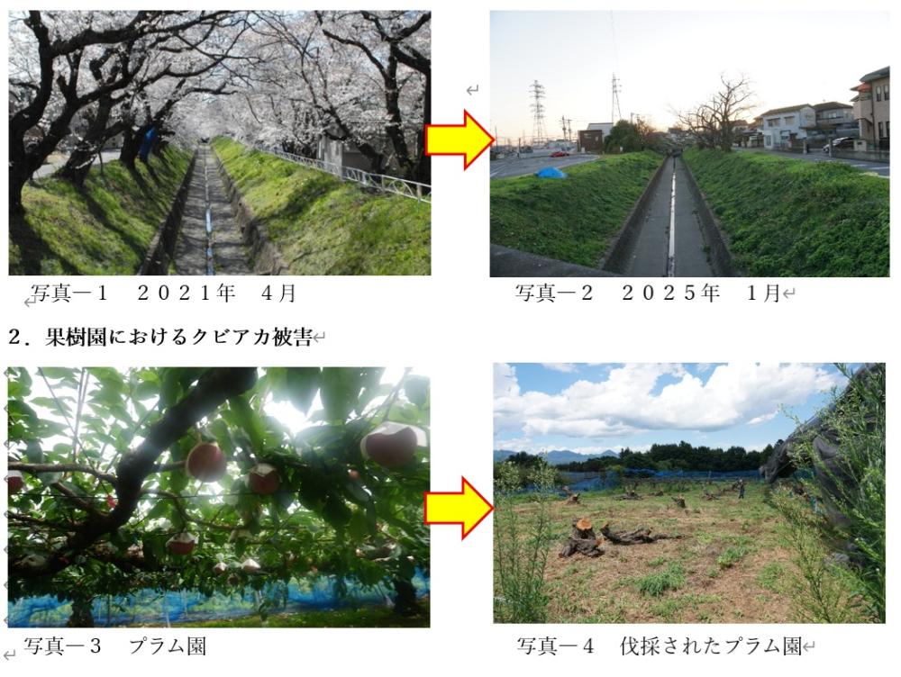 足利袋川　プラム園