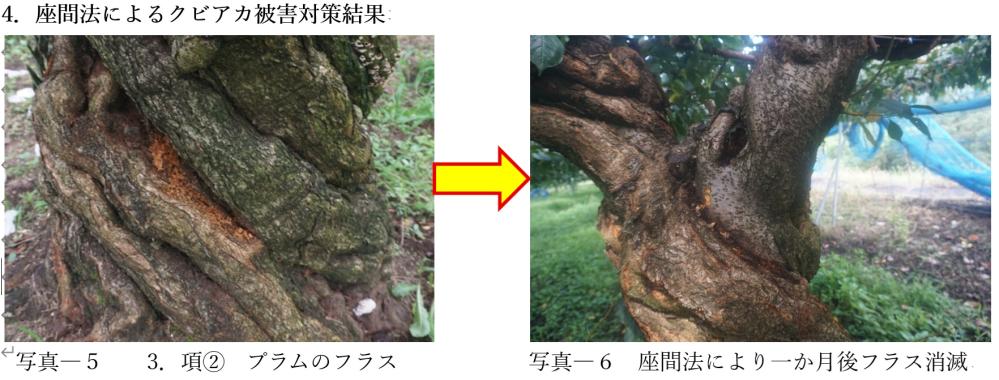 座間法によるクビアカ駆除