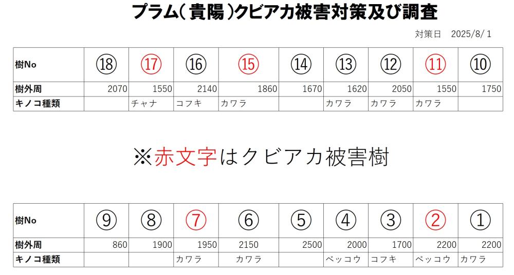 プラム　貴陽