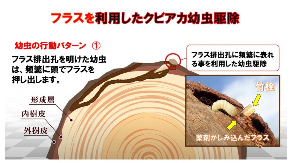 フラスを利用した幹内幼虫駆除