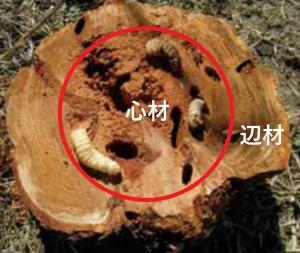 幹内に潜む幼虫