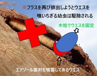 幼虫駆除 