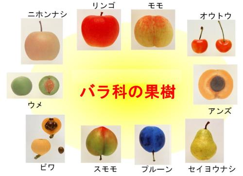 バラ科の果実